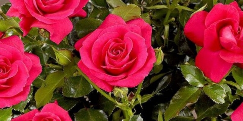 Zimski otporne sorte ruža penjačica koje cvjetaju cijelo ljeto